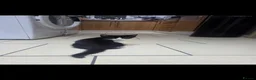 European cats for sale: Beautiful kittens  - Advert 6