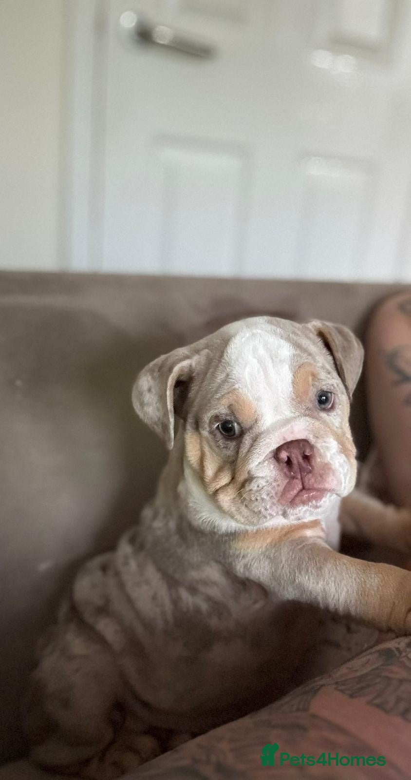 English Bulldog dogs ***REDUCED*** English bulldog Fully KC registered  - Advert 9