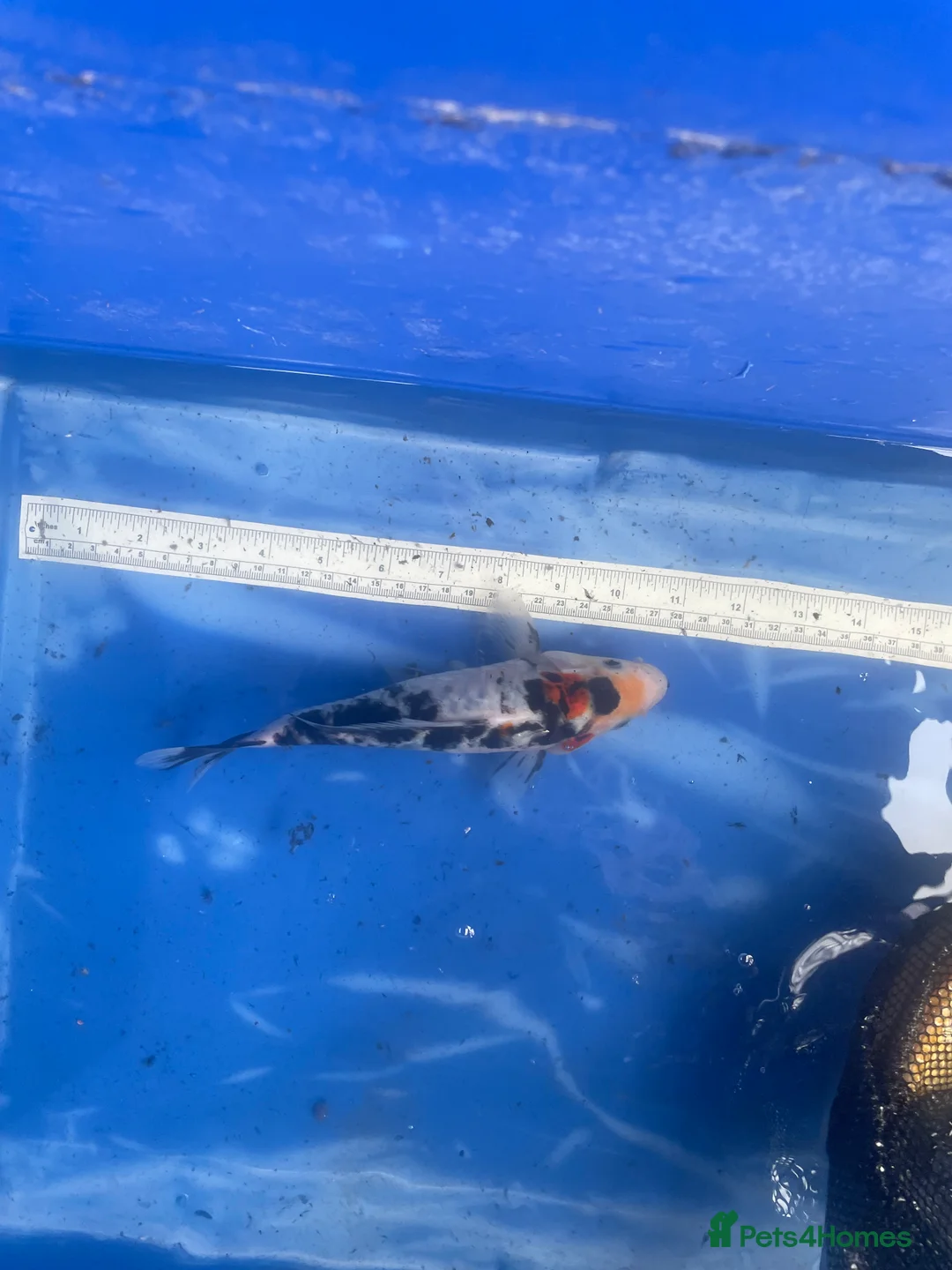 Koi Carp fish for sale: Koi carp and butterfly koi  - Advert 8