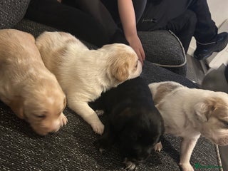 Cockerdor dogs Cockador puppies - Advert 5