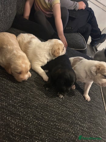 Cockerdor dogs Cockador puppies - Advert 1