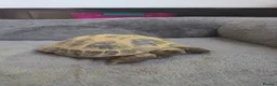 Tortoise reptiles for sale: Horsefield Tortoises 🐢  - Advert 4
