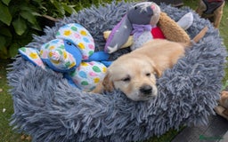 Golden Retriever dogs for sale: Gorgeous Golden Retriever puppies - Image 6