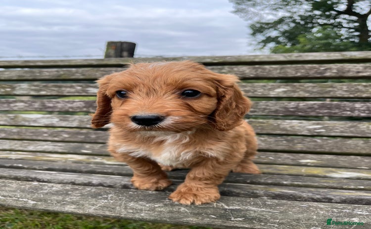 Cockapoo dogs - Advert 3