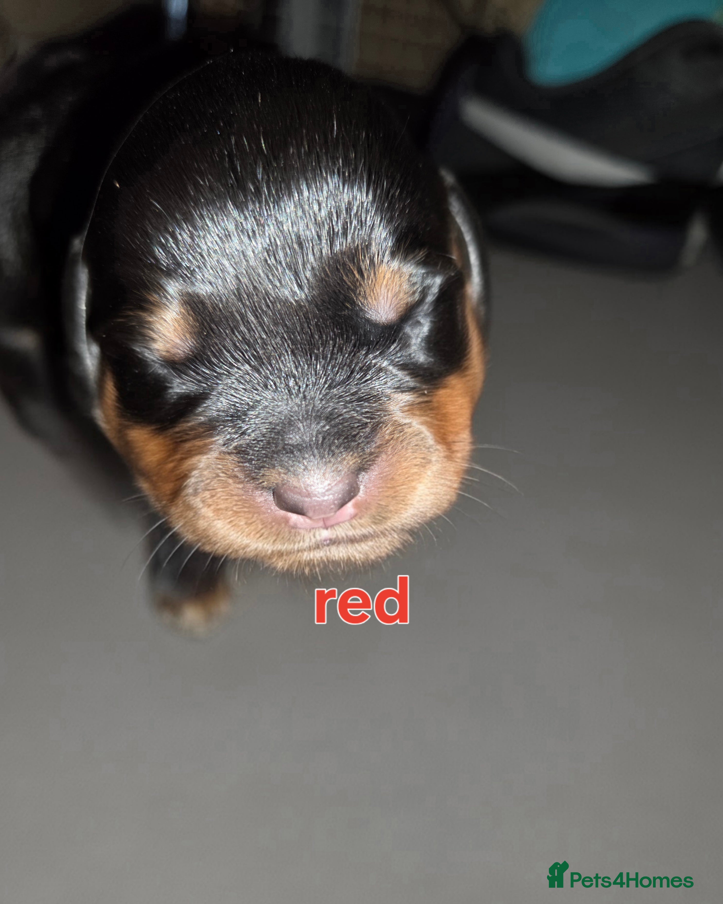 Rottweiler Puppy 7