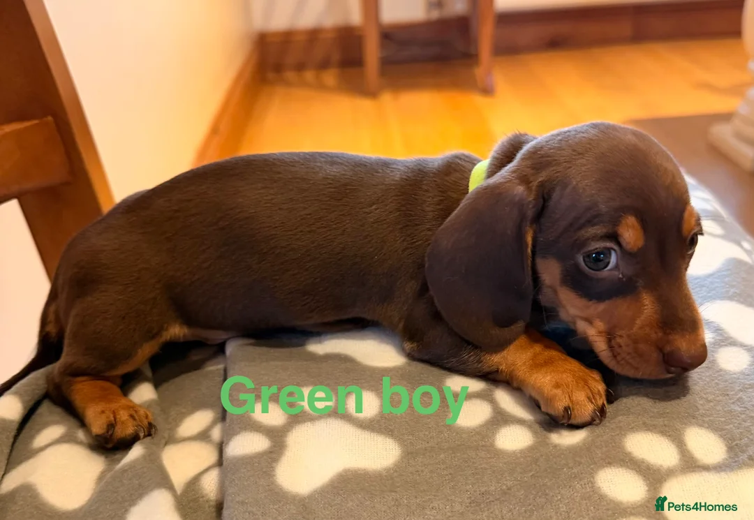 Miniature Dachshund dogs for sale: 5 miniature dachshund puppies  - Advert 10
