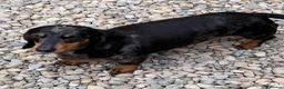 Miniature Dachshund dogs for sale: Miniature Smooth Dachshund puppies  - Advert 2
