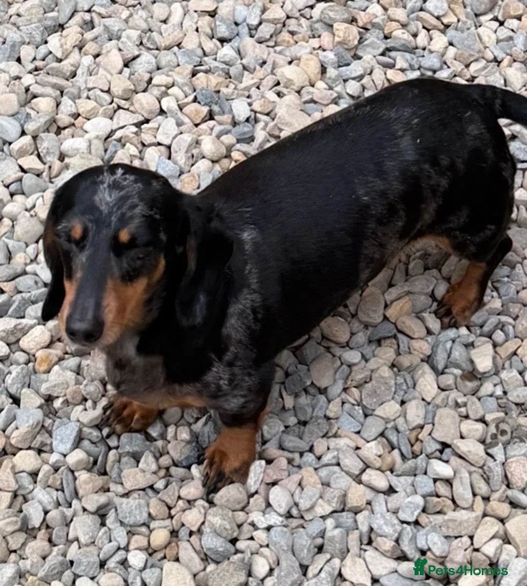 Miniature Dachshund dogs for sale: Miniature Smooth Dachshund puppies  - Advert 2