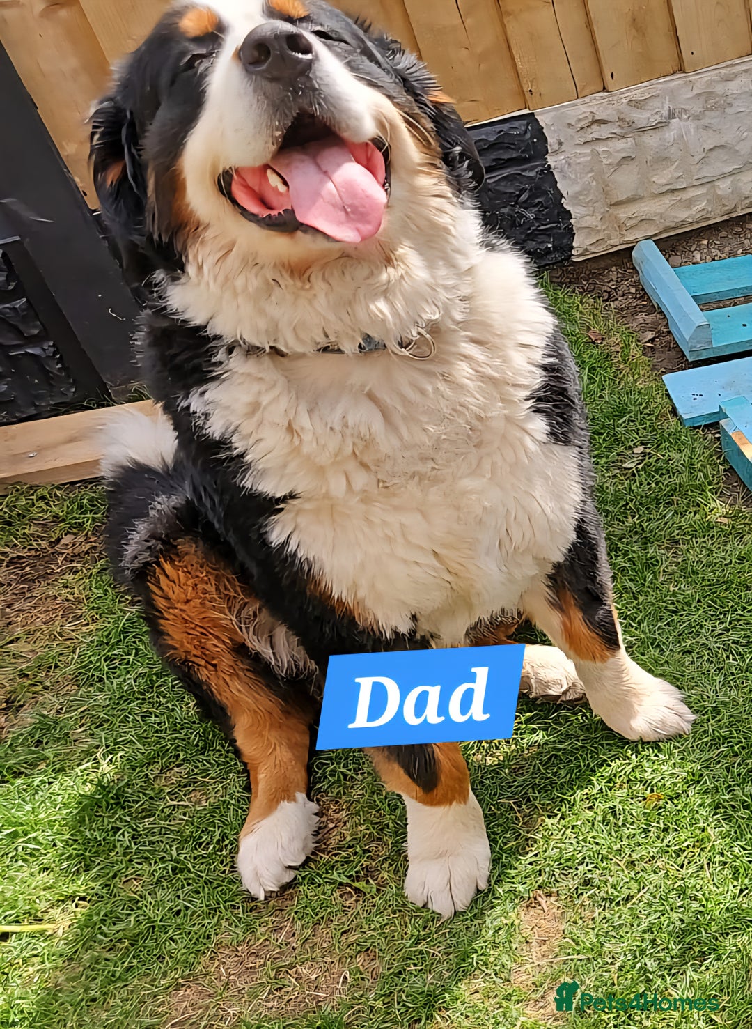 Bernese Mountain Dog dogs for sale: Bernese mountain dog for sale - Advert 6