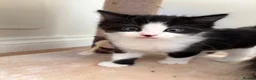 Mixed Breed cats for sale: 4 little kittens on sale in Chelmsford - Advert 15