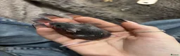 Mouse rodents for sale: Mixed boys/girl baby mice  - Advert 8