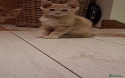 Maine Coon cats for sale: Maine Coon pedigre XL - Image 33