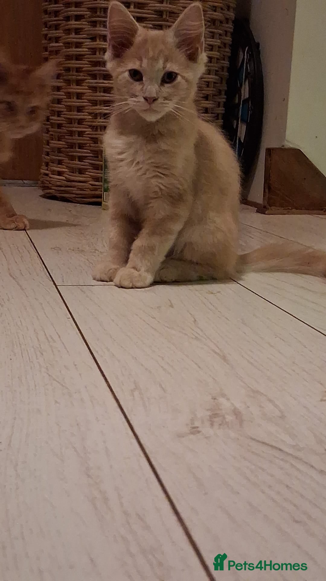 Maine Coon cats for sale: Maine Coon pedigre XL - Image 33