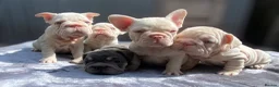 French Bulldog dogs for sale: 7 beautiful French bulldog puppies  - Advert 19