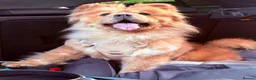 Chow Chow dogs for sale: 2 Year Old Female Merle Chow Chow - Advert 3