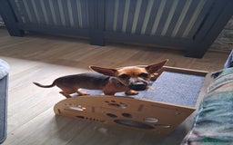 Chihuahua dogs for sale: CHIHUAHUA AND JACKAWAWA  - Image 4