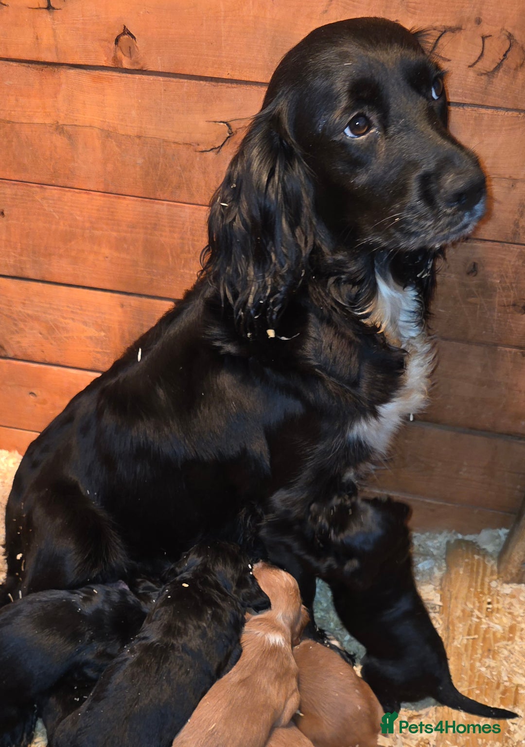 Cocker Spaniel dogs for sale: Beautiful Working KC Reg Cocker Spaniels Puppies - Advert 28