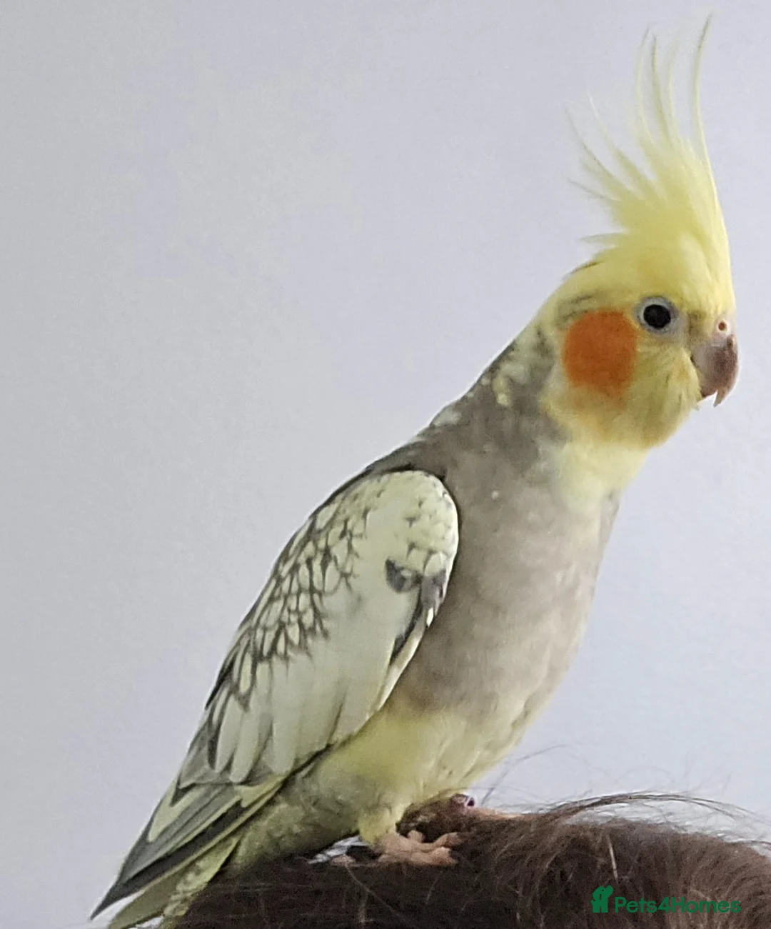 Cockatiels birds for sale: Baby cockatiel 🐣 in Gosport - Advert 3