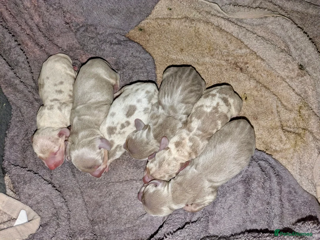 Miniature Dachshund dogs for stud: KC reg Isabella & Tan Stud! Free ovulation test in Stockton-on-Tees - Advert 32