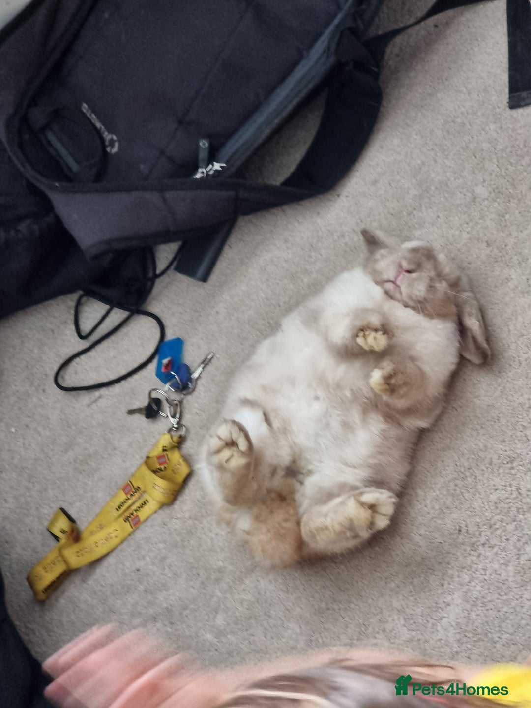 Mini Lop rabbits for sale: Beautiful friendly male mini lop - Advert 12