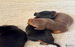 Miniature Dachshund dogs for sale: Mini Dachshund puppies, PRA clear, health tested - Image 8