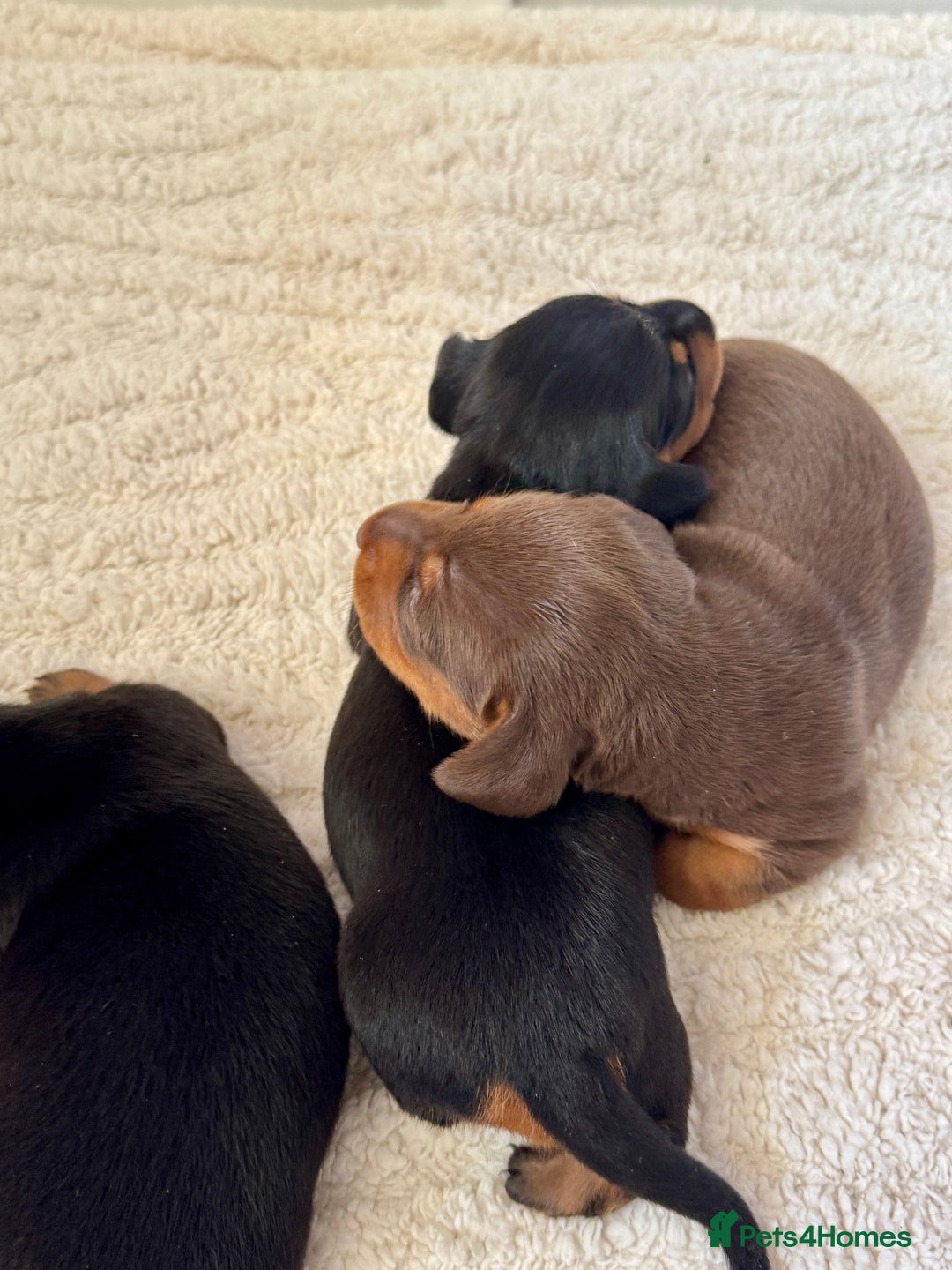 Miniature Dachshund dogs for sale: Mini Dachshund puppies, PRA clear, health tested - Image 8