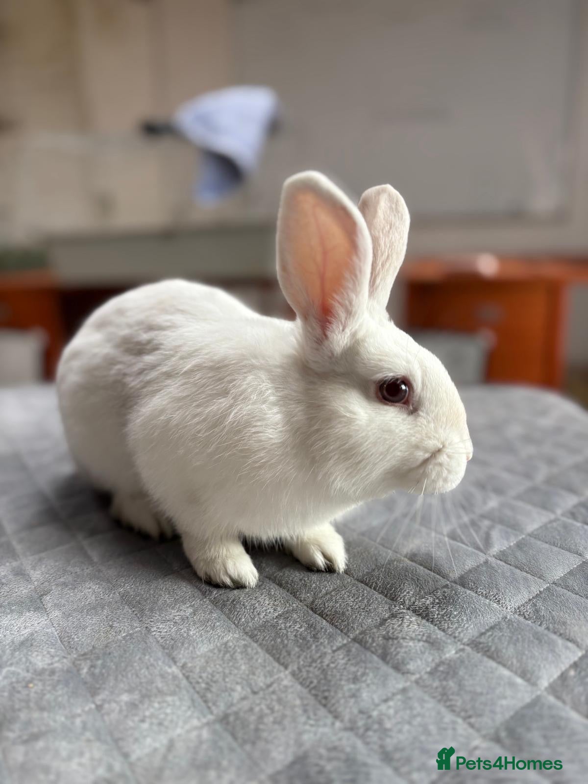 Mixed Breed rabbits Lovely mixed breed male rabbit for sale - Advert 2