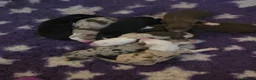 Border Collie dogs for sale: Border collie puppies - Advert 13
