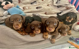 Dachshund dogs for sale: Dachshunds mini puppies   - Image 9