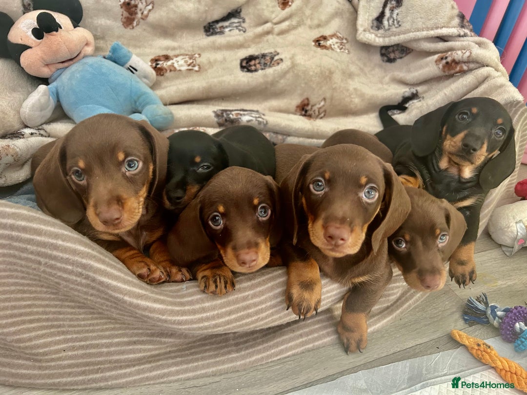 Dachshund dogs for sale: Dachshunds mini puppies   - Image 9
