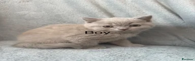 British Shorthair 3