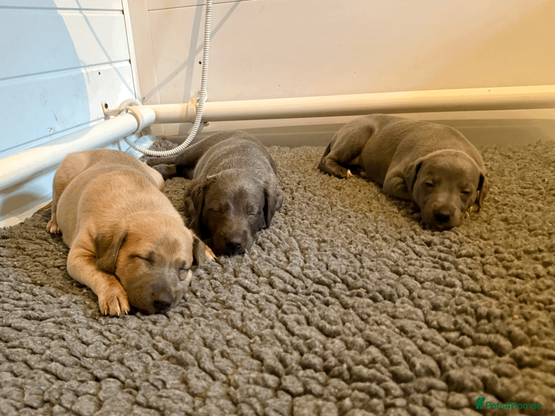 Mixed Breed dogs for sale: 5 stunning Whippet Bedlington pups.  - Advert 8