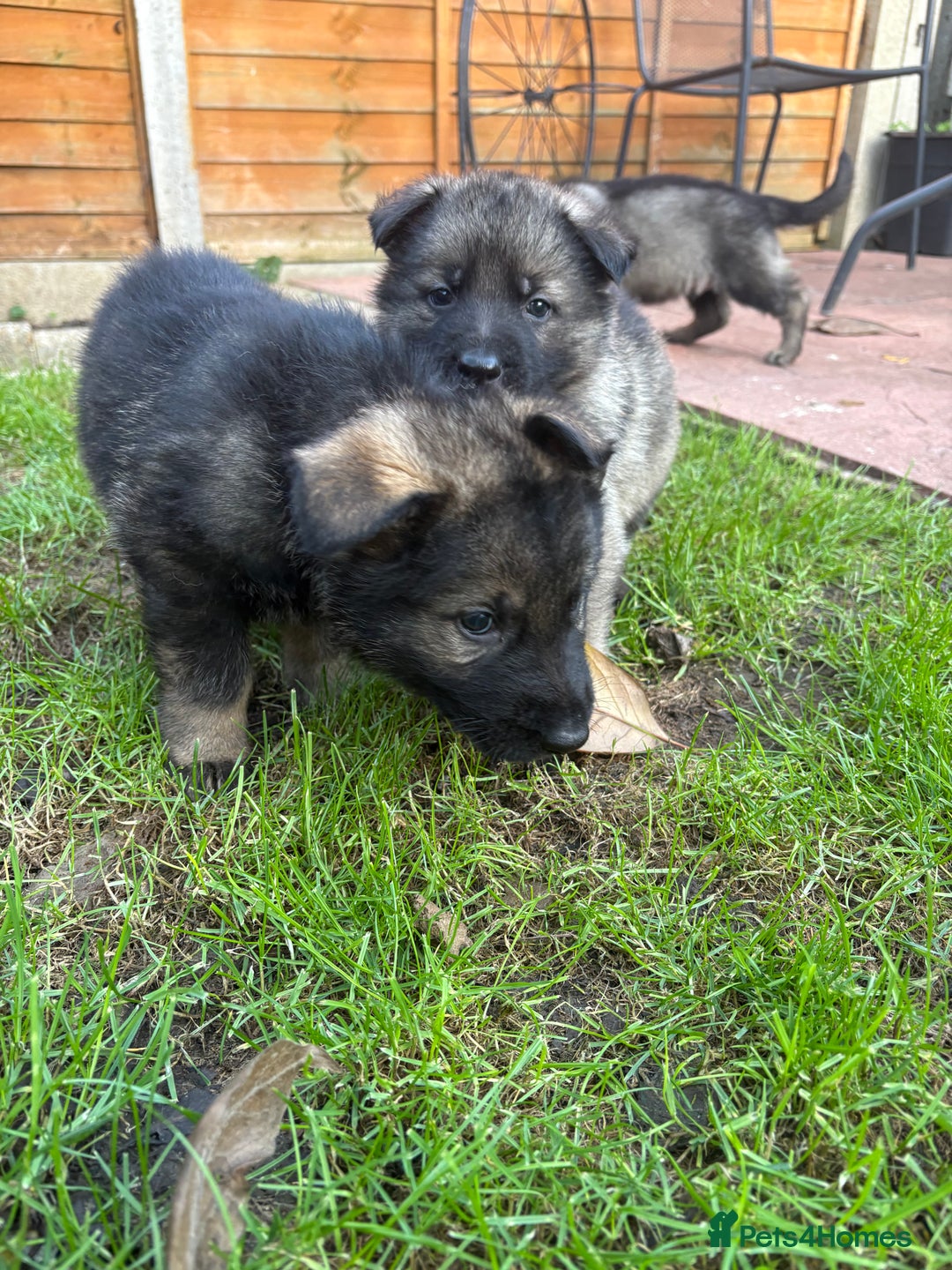 German Shepherd dogs for sale: 10 amazing german shepherd puppies - Advert 39