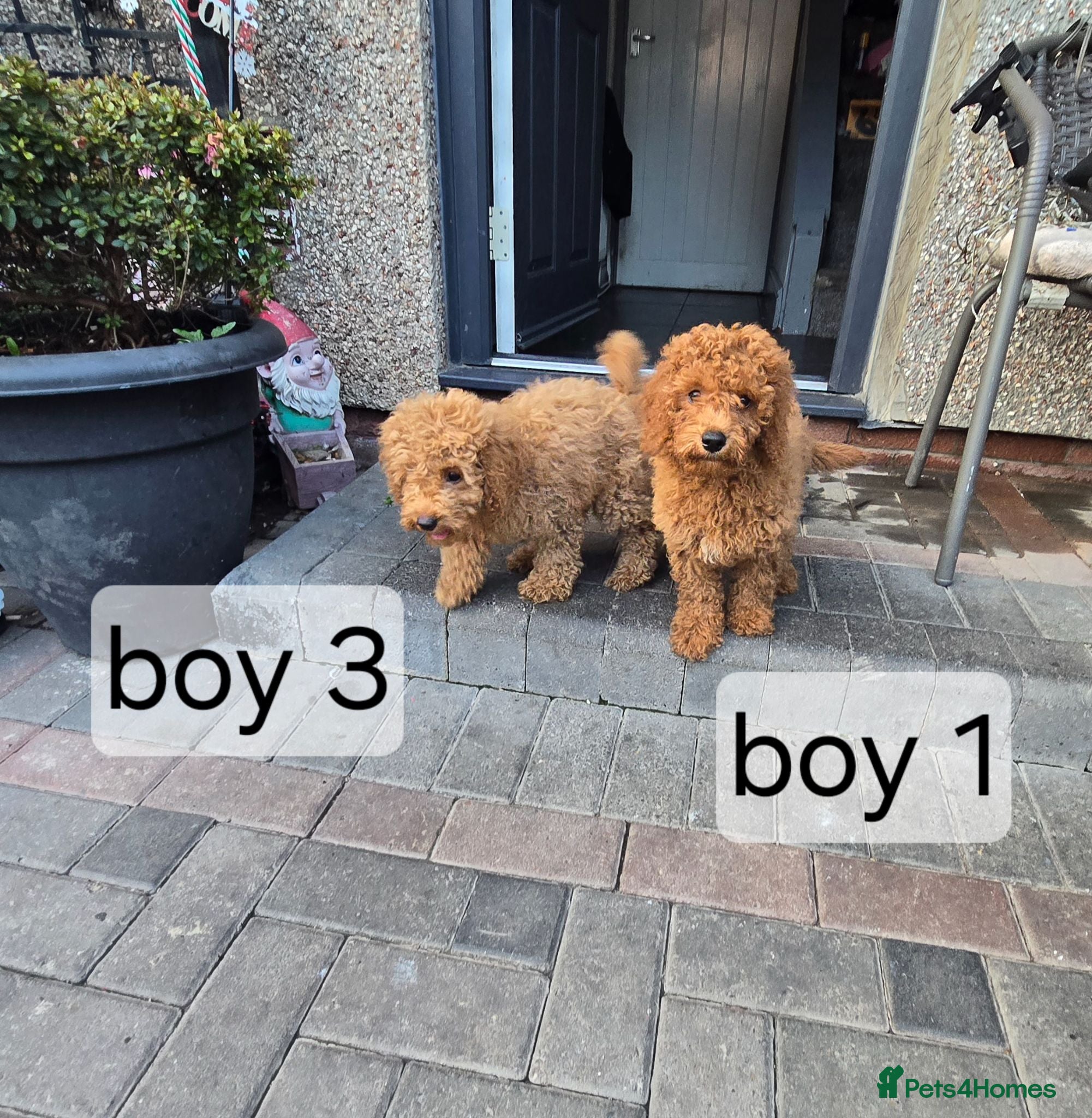 Cavapoo dogs BOYS ONLY cavapoo pups ready to leave  - Advert 1