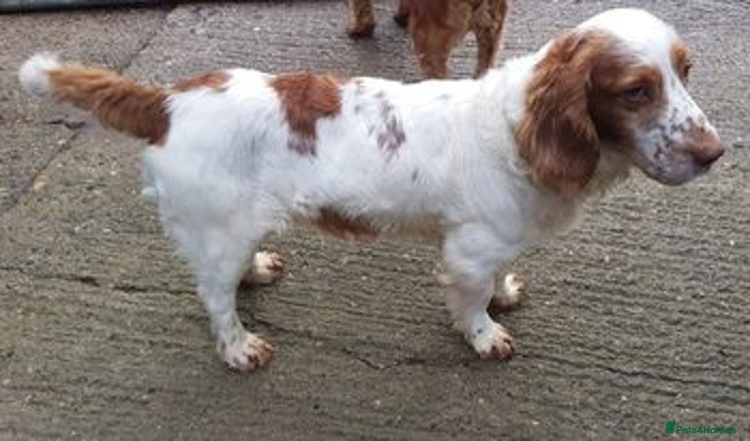 Sprocker dogs for sale: Sprocker ( Springer x Cocker ) pups for sale - Image 12