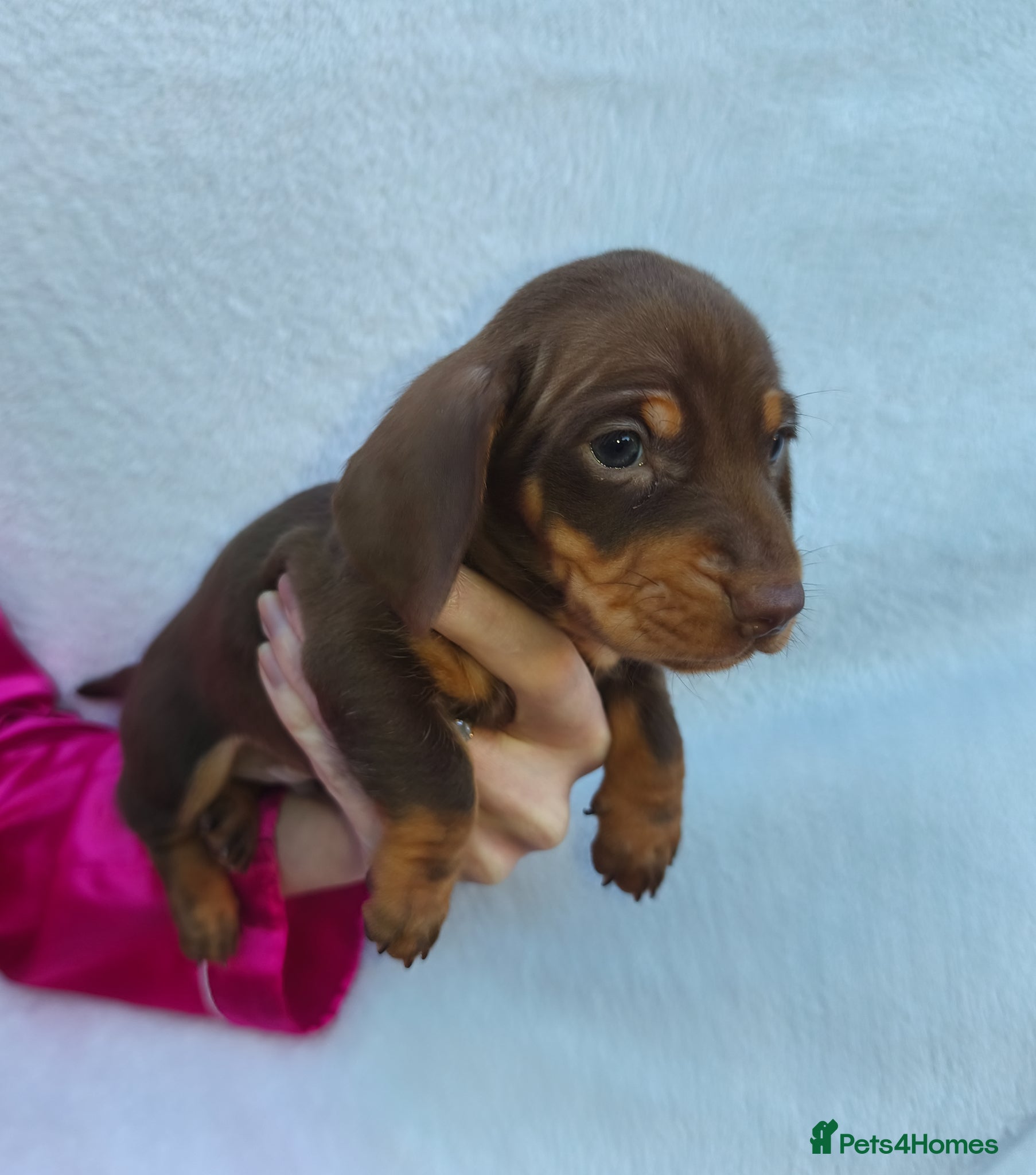 Miniature Dachshund dogs Super small miniature dachshund kc - Advert 2