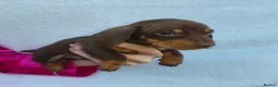 Miniature Dachshund dogs for sale: Super small miniature dachshund kc - Advert 8