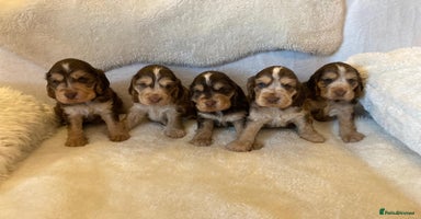 Cocker Spaniel dogs - Advert 14