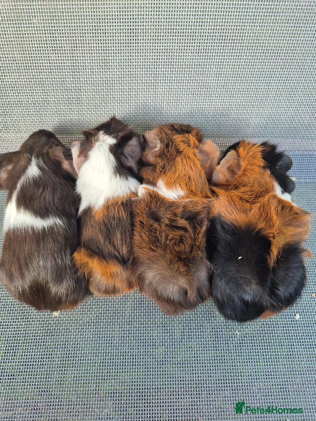 Guinea Pig rodents for sale: Mixed guinea pigs for sale - Advert 2