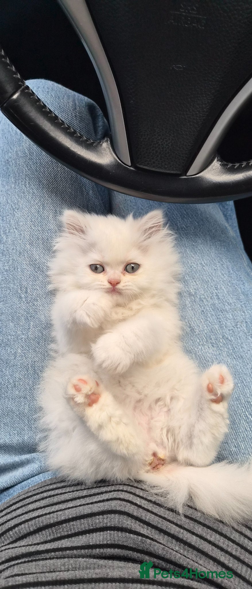 Persian cats Pedigree Persian doll face girl - Advert 4