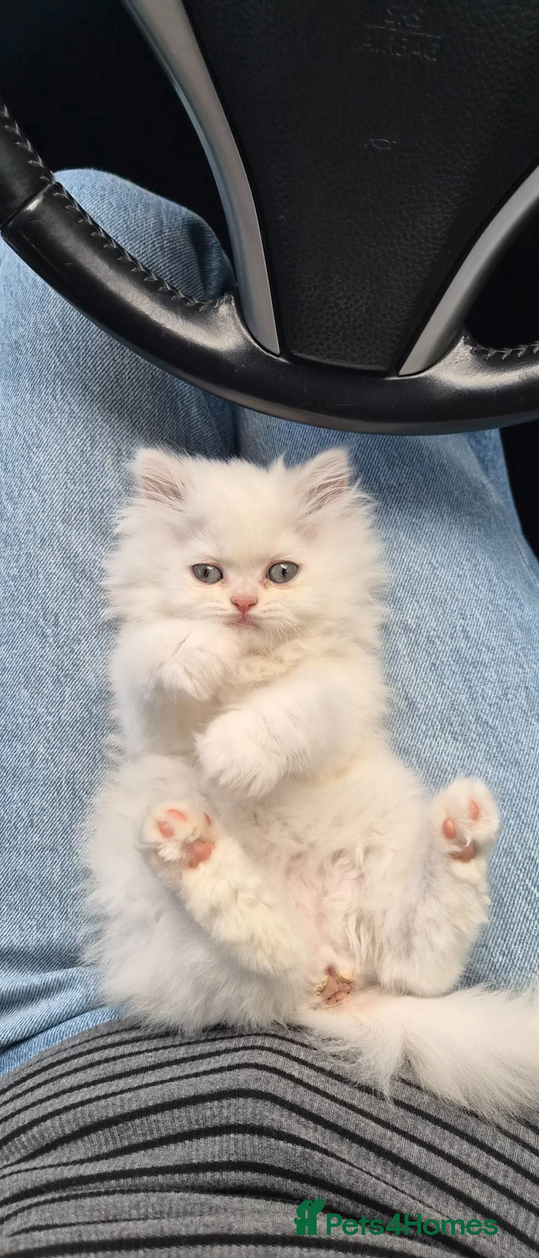 Persian cats for sale: Pedigree Persian doll face girl - Advert 2
