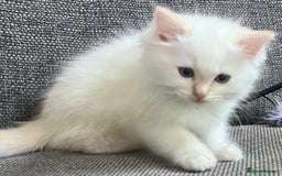 Ragdoll cats for sale: Beautiful Ragdoll Kittens, 2 Flamepoint, 1 mitted - Image 15