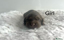 Cockapoo dogs for sale: f1 Cockapoos from extensive health tested parents  - Image 2