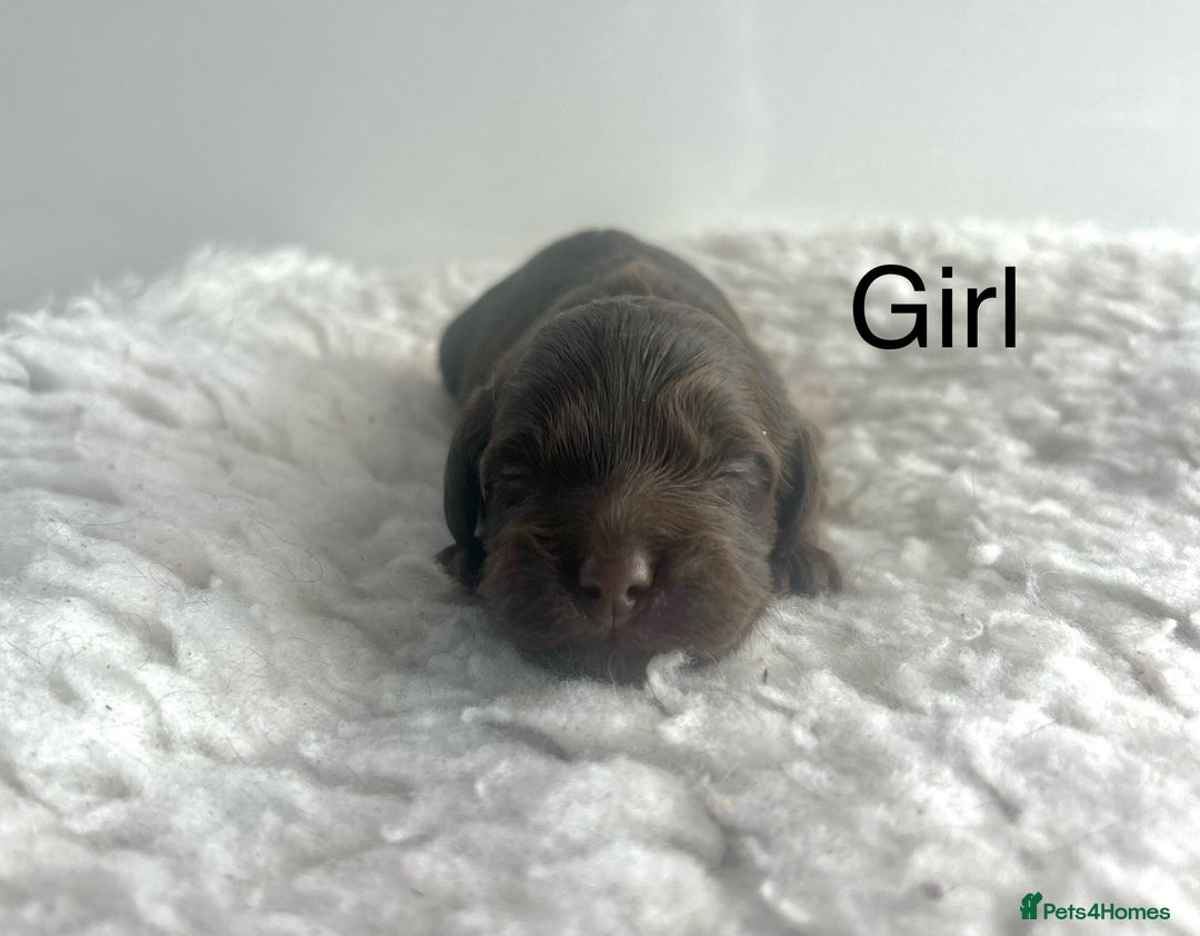 Cockapoo dogs for sale: f1 Cockapoos from extensive health tested parents  - Image 2