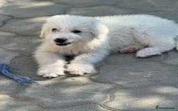 Mixed Breed dogs for adoption: Meet JOJO - a superb big girl, for a Loving Home - Image 11
