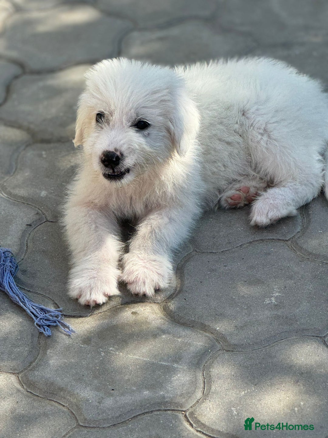 Mixed Breed dogs for adoption: Meet JOJO - a superb big girl, for a Loving Home - Image 11