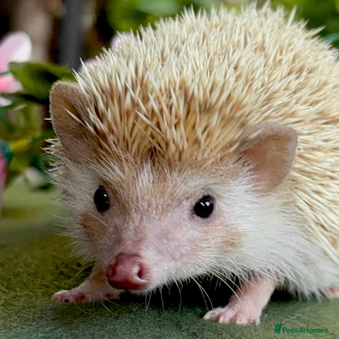 Pygmy Hedgehog rodents for sale: African Pygmy Hedgehog Ethically bred Girl 2 Boys  - Image 13
