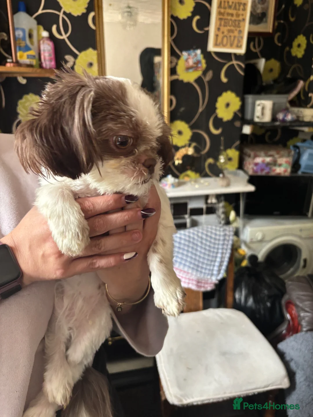Shih Tzu dogs for sale: Pure Shih Tzu Girl  - Advert 2