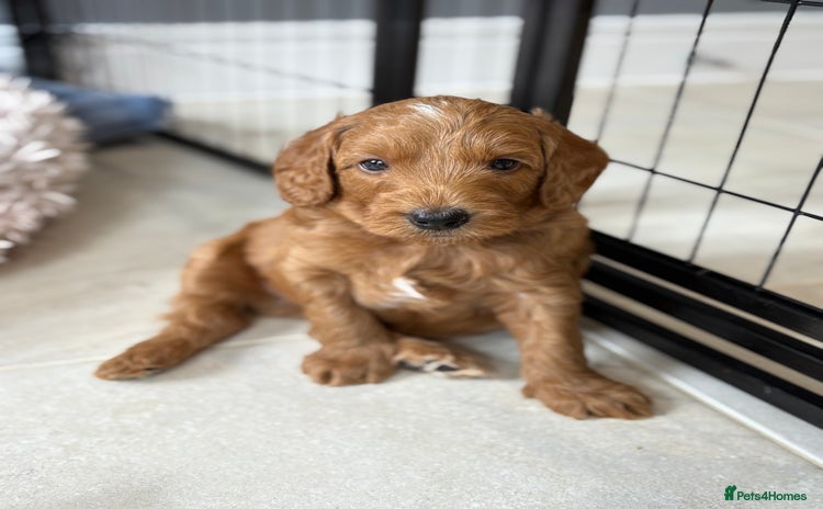 Goldendoodle dogs - Advert 1