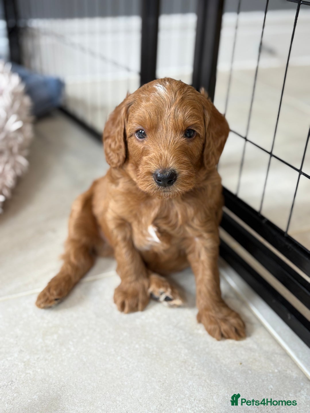 Goldendoodle dogs for sale: Stunning F2B Goldendoodles - Image 1